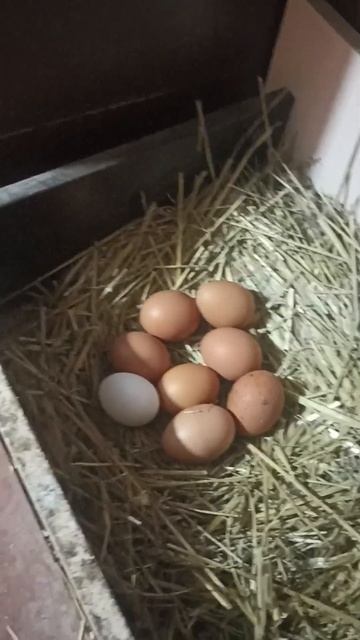 Сибирь, Красноярск, Емельяново 👀👍 из города в деревню 😋 27.01.24г смотреть онлайн