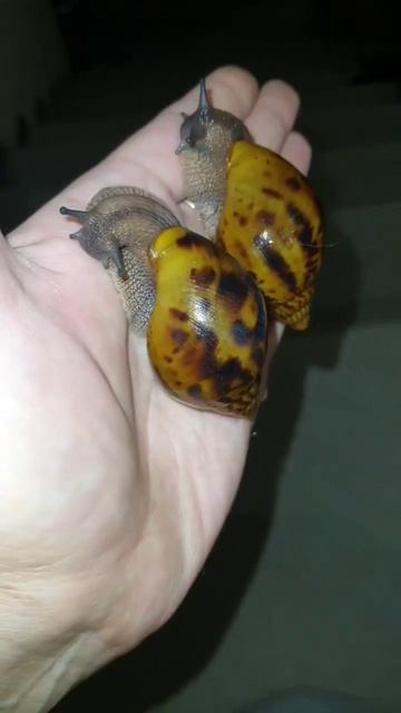 Со вспышкой и без. Как лучше? Уже готовы уезжать в новый дом #улитки #улиткиахатины #ахатины #snail смотреть онлайн