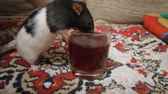 ЗооКонтинент. Крылья, лапы и хвосты смотреть онлайн