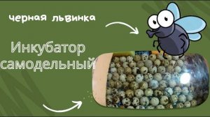Самодельный инкубатор