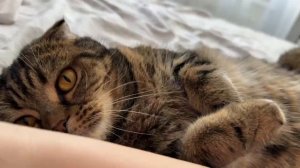 ЧЕССИ 🐯НАСЛАЖДАЮСЬ ТОБОЙ