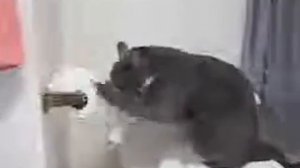 кот и туалетная бумага.