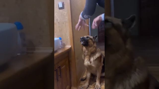 Если б я вела себя со своей собакой так же , как он со мной 😁🤪 смотреть онлайн