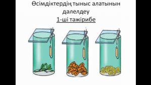 Өсімдіктердің тыныс алуы