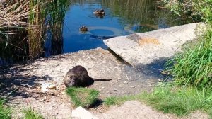 Обитатели водоёма, утро и завтрак на траве. Ондатра кушает, уточки плавают.