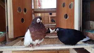 Короткоклювые турманы