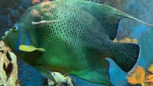 Elton John - Blessed