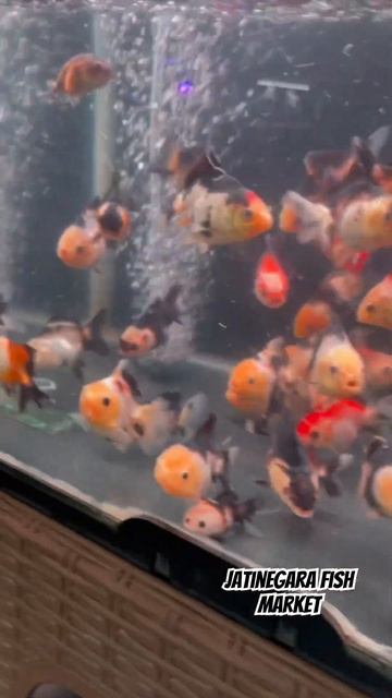 HUNTING IKAN HIAS DI JATINEGARA, kudu pinter pilih harga Jangan malu dan ragu buat compare #aqua смотреть онлайн