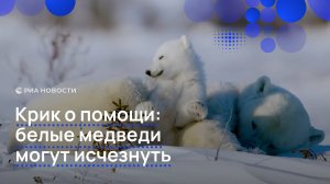 Крик о помощи: белые медведи могут исчезнуть