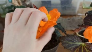 КЛУБНЕВАЯ БЕГОНИЯ ИЗ СЕМЯН ОТ А ДО Я