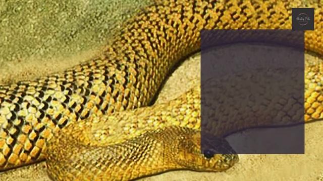 The 10 Most Venomous Animals In The World! смотреть онлайн