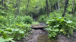 САХАЛИНСКИЕ АММОНИТЫ | Меловой и Палеогеновый Периоды