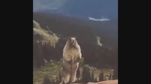 В поисках БОБРА!!!