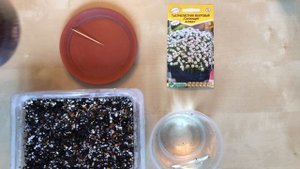 Посев на рассаду Тысячелистник махровый из семян