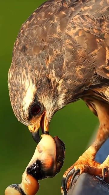 Дикий орел ест улиток и мидий в живой природе. ✅ Всем отличного дня 👋 #орел #дикийорел #thailand смотреть онлайн