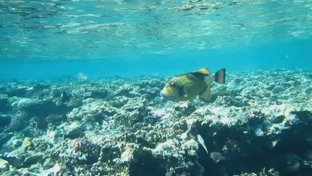 Титановый спинорог. Красное море. Шарм-эш-Шейх. Шаркс-Бей. 2024