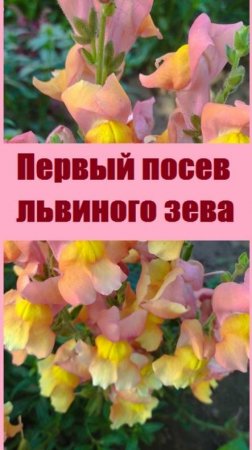 Первый посев львиного зева, для раннего цветения и для кашпо