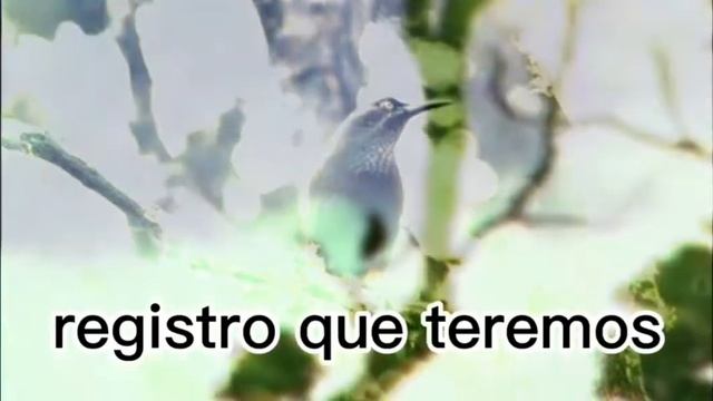 CANTO DE AVES EXTINTAS "KAUA'I 'Ō'Ō" (MOHO BACCATUS) смотреть онлайн