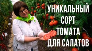 Лучший томат для салатов и томатного сока. Урожайный томат для выращивания в теплице.
