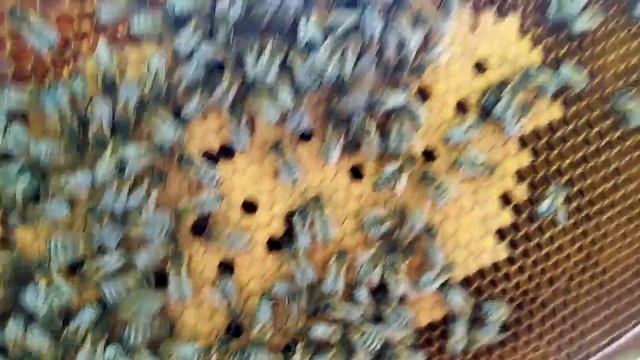 21 июня 2024.Третий осмотри маленького роя в 21 улье смотреть онлайн