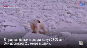 Международный день полярного медведя отмечается 27 февраля