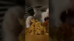 подборка видео с котиками