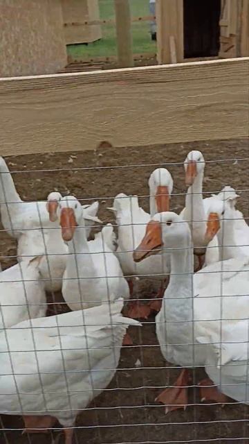 Гуси орут. #birds смотреть онлайн