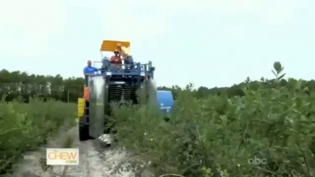 Learn how blueberries are grown and harvested with The Chew! смотреть онлайн