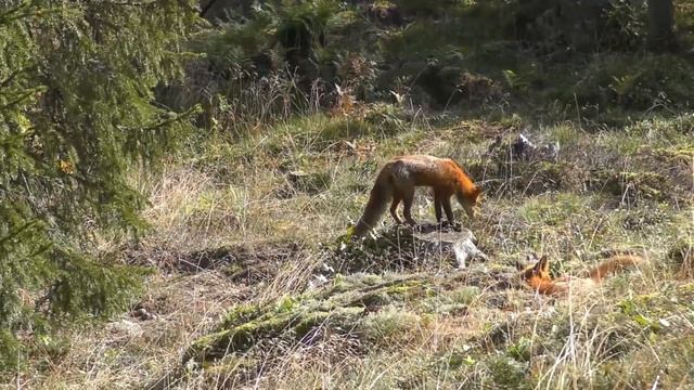 The secret life of the fox. White fox, red fox. Тайная жизнь лисы , рыжая лиса.!