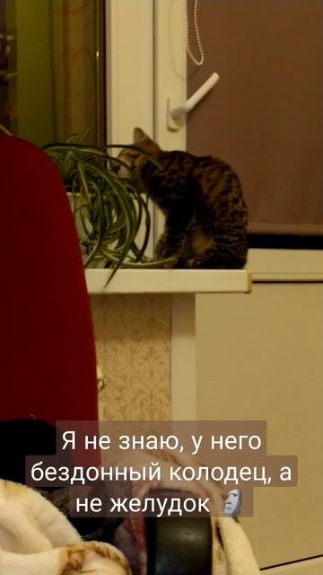 Если что, кормим мы его хорошо 😳 #лучшее #рек #реки #коты #еда #люблюпоесть смотреть онлайн