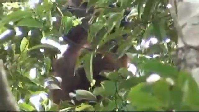 Python Gibbon Varan Orang outan Reptile Gecko Macaque смотреть онлайн