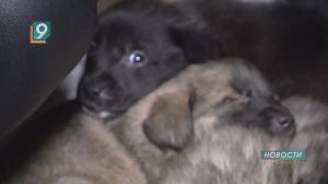 "Чемодан с сюрпризом": жителям дома в мкр. Восточный подкинули 10 щенков