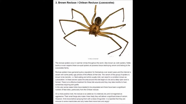 TOP 7: Most poisoness spiders in the world