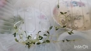 Срезка  и хранение  микрозелени.  Несколько советов по выращиванию. Разбор ошибок.