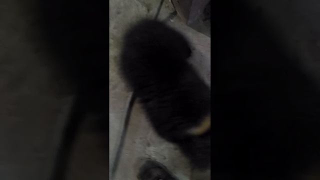 Жестокое нападения медведя на человека в городе ... смотреть онлайн