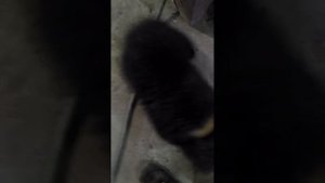 Жестокое нападения медведя на человека в городе ...