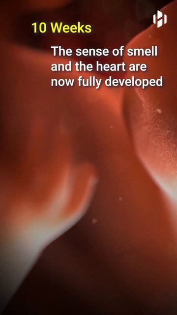 fertilization ,implantation and growth of embryo