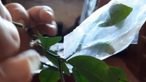 պատվաստում (прививка лимон на грейпфруте)