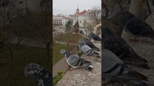Один из туманных февральских дней в Екатерининском сквере