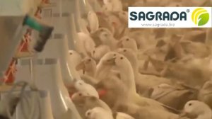 Кормление для уток SAGRADA