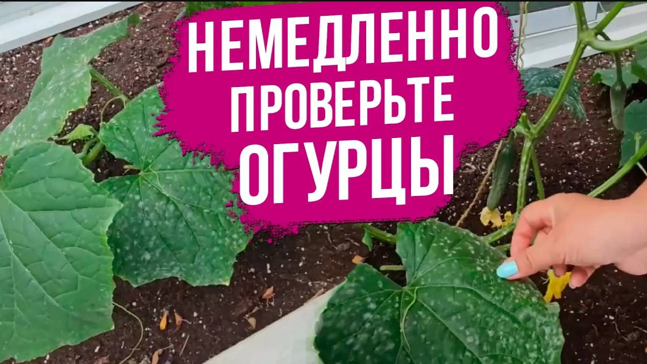 Мучнистая роса на огурцах в теплице. Меры борьбы с мучнистой росой.
