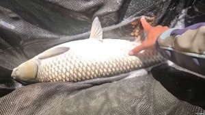 Рыбалка на белого амура, поклёвки рыбы на карповую снасть