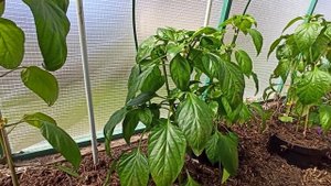 Помогаю перцам и баклажанам справляться с затяжным холодом!
