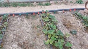 Клубника Құлпынай 🍓🍓 Сарыағаш 2022ж