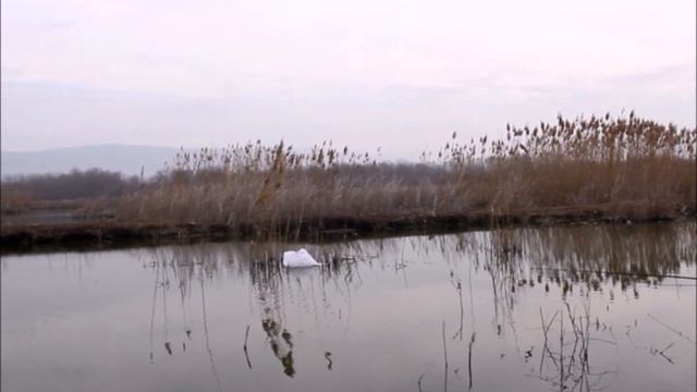 თევზაობა. смотреть онлайн
