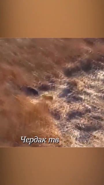 Boars escape from the chase of Dingo dogs. смотреть онлайн