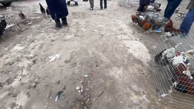 хоразим хазорасп паранда бозори нархлари