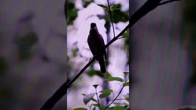 Соловей щебечет смотреть онлайн