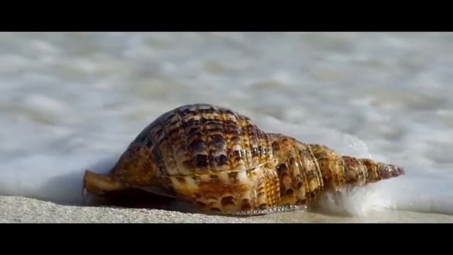 Акция от ARZU GRAND смотреть онлайн