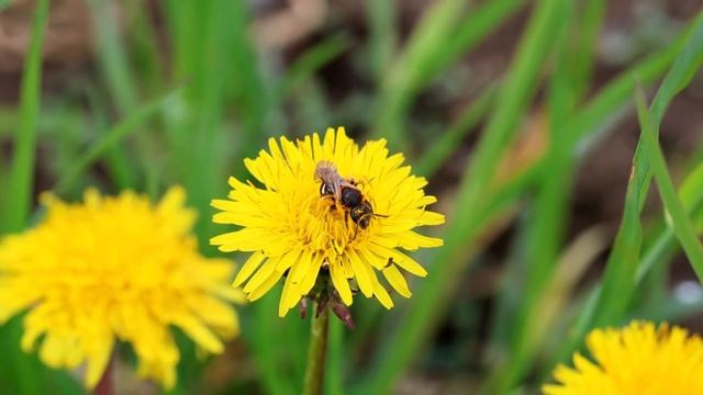 Pseudosmuklik farbownikowiec (Lasioglossum xanthopus) - dzika pszczoła смотреть онлайн
